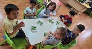 FASULYE KIRMA-GÜNEŞ