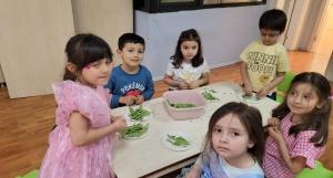 FASULYE KIRMA-GÜNEŞ